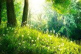 Stralende Ochtend in het Groene Woud