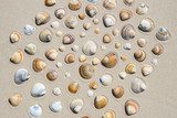 Strandpatroon met schelpen en zand
