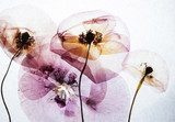 Transparante bloemenpracht in pastel