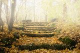 Verlaten stenen trap in herfstig bos