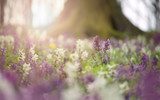 Voorjaarsbloemen in zacht zonlicht