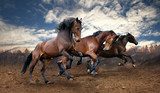 Vrije galop onder de wolken