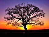 Vurige zonsondergang achter kale boom