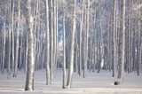 Winterse berken in helder daglicht