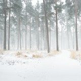 Winterse dennenbomen in een mistig bos