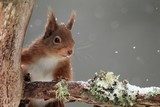 Winterse ontmoeting in het bos