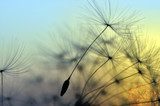 Zacht lichtspel met paardebloemen in de schemering