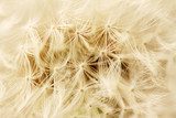 Zachte dromerige pluizen in close-up