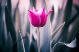 Zachte roze tulp in natuurlijk licht