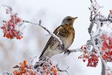 Zachte wintervrede met vogel en besjes