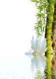 Zen Moment met Lotus en Bamboe
