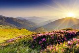 Zonnestralen boven bloeiend berglandschap