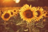 Zonnestralen in een zee van zonnebloemen