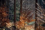 Zonnige herfst in het bos