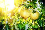 Zonnige peren aan weelderige takken