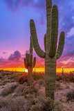 Zonsondergang in de woestijn met cactussen