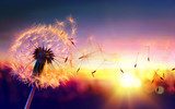Zonsondergang met dwarrelende pluisjes