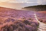 Zonsopgang over paarse heide
