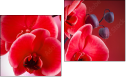 Diptych