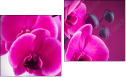 Diptych