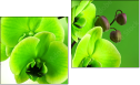 Diptych