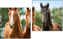 Diptych