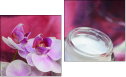 Diptych