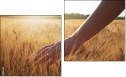 Diptych