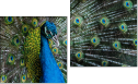 Diptych