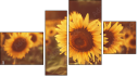 Fortych