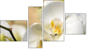 Fortych
