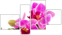 Fortych