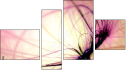 Fortych
