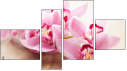 Fortych