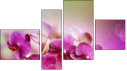 Fortych