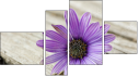 Fortych