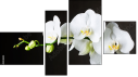Fortych