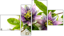 Fortych