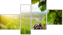 Fortych