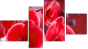 Fortych