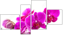 Fortych