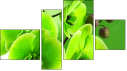 Fortych