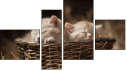 Fortych