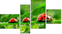 Fortych