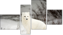 Fortych