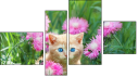 Fortych