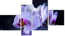 Fortych