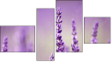 Fortych