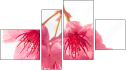 Fortych