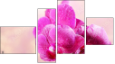 Fortych